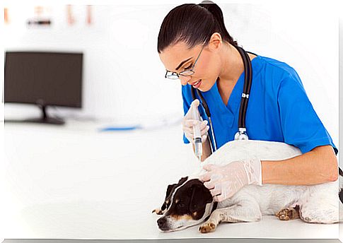 Treatment of Addison's disease in dogs