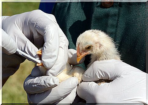 Alert about a new outbreak of bird flu