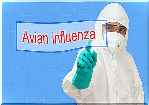 Influenza virus