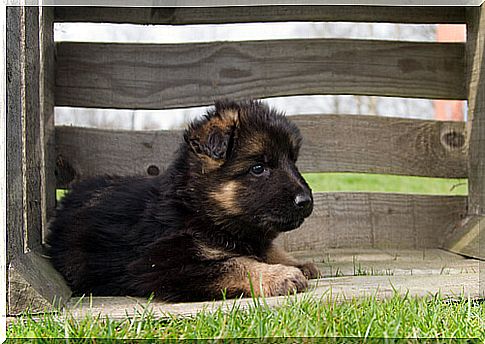 All about German Shepherd breeding