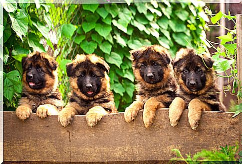 Puppies