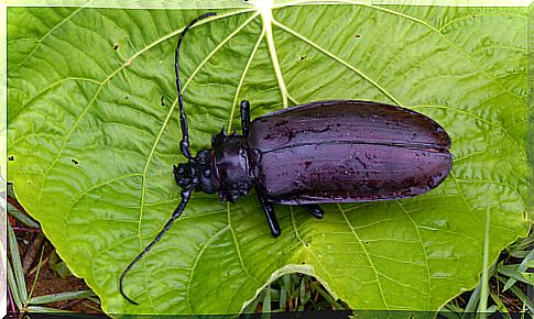 All about the Amazon Titanus giganteus