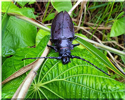 The Titanus giganteus is the largest insect in the world.