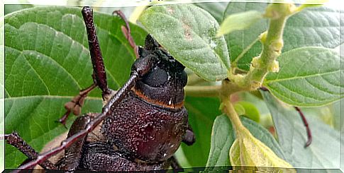 Close up of the giant titan beetle.