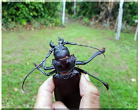 The largest beetle in the world.