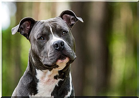 All about the american staffordshire terrier