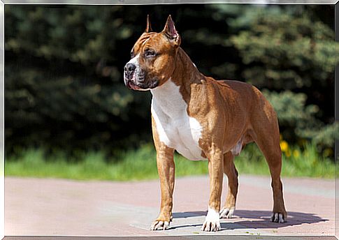 American staffordshire terrier: characteristics