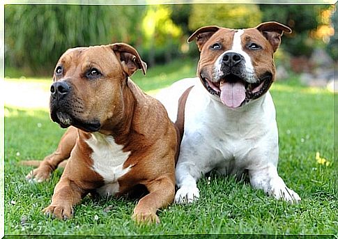 American staffordshire terrier: behavior