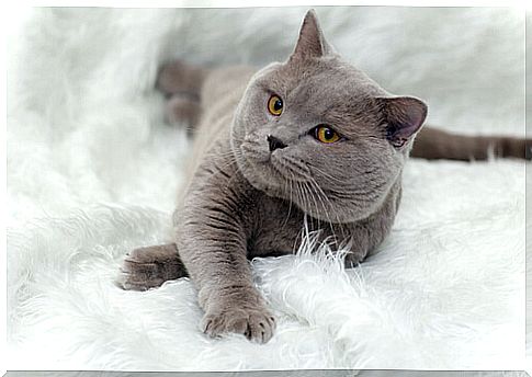 All about the British Shorthair