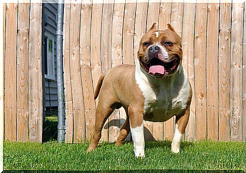 American bully.  His appearance and character