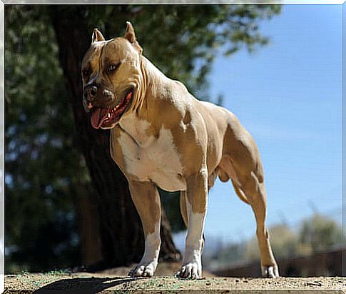 American pitbull terrier dog raised up