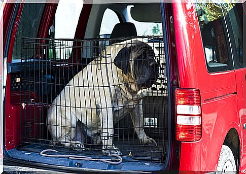 An Indian saved for 10 years to buy an ambulance for homeless animals