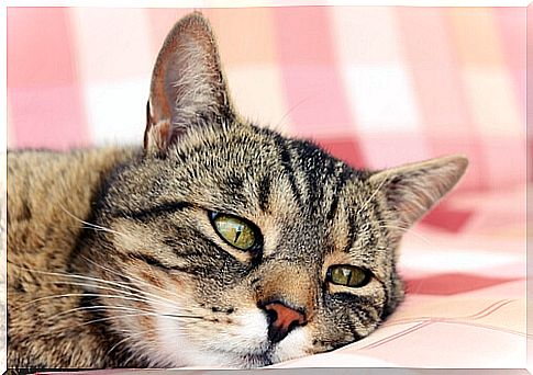 Anemia in cats: prevention