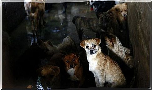 Animal Rights Organizations Seek To Ban Upcoming Chinese Dog Meat Festival