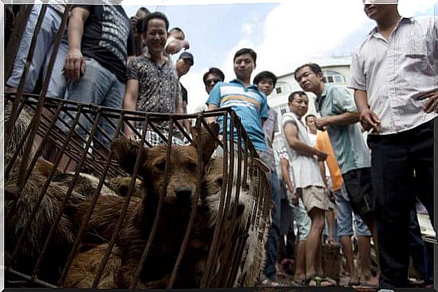 perros para el festival de carne de perro 2