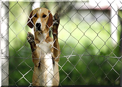 caged dog