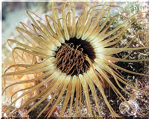 Sea anemone: characteristics