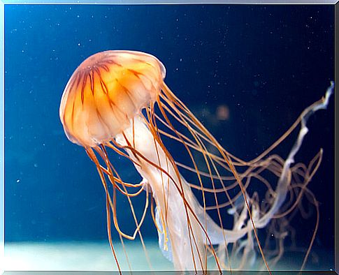 Poisonous jellyfish