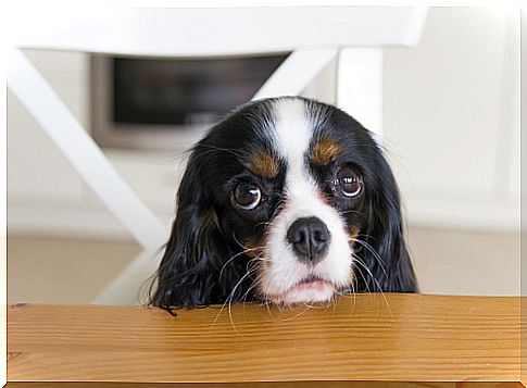 Animals begging for food. Is it familiar?