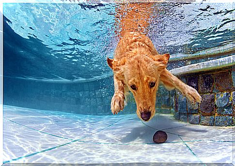 Aquatic hazards for dogs