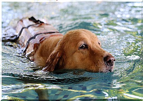 Aquatic hazards for dogs