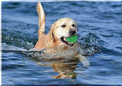 Dog swimming with a ball