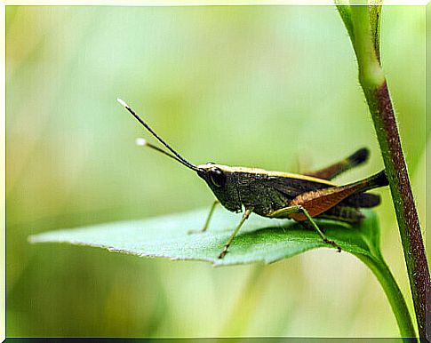 Risk of extinction of the Crau grasshopper