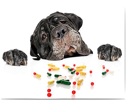 Are antihistamines safe for dogs?