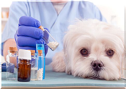 Are antihistamines safe for dogs?