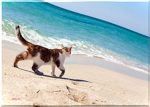 Are there beaches for cats?