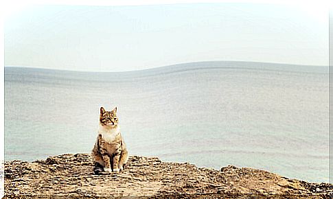 Cat on the beach