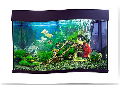 Assembling the fish tank: mistakes to avoid