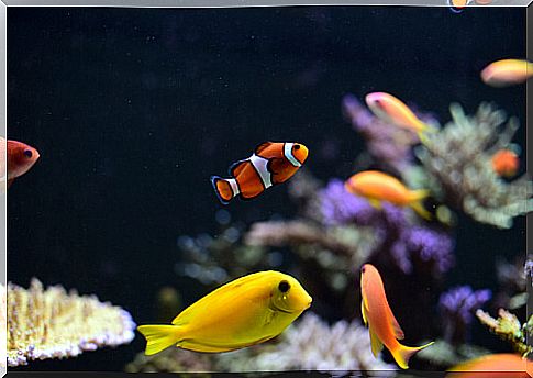 Fish swimming in a fishbowl