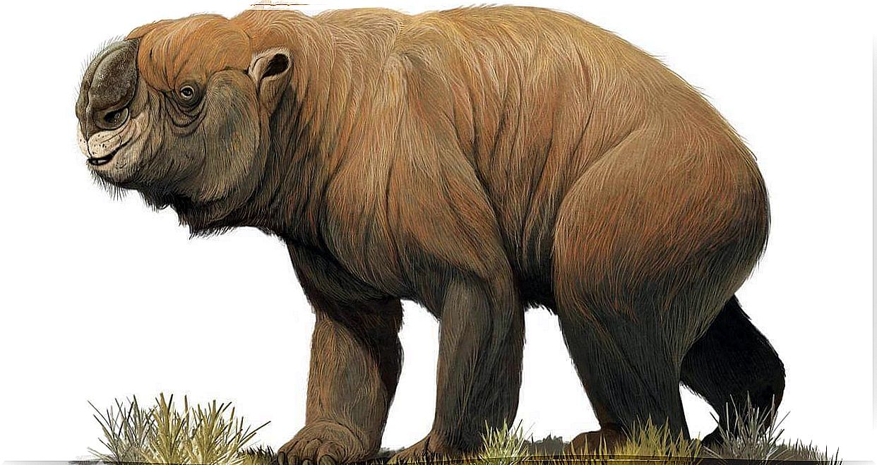 Australia's extinct megafauna