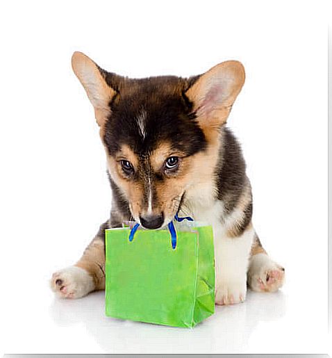 Puppy with a gift bag