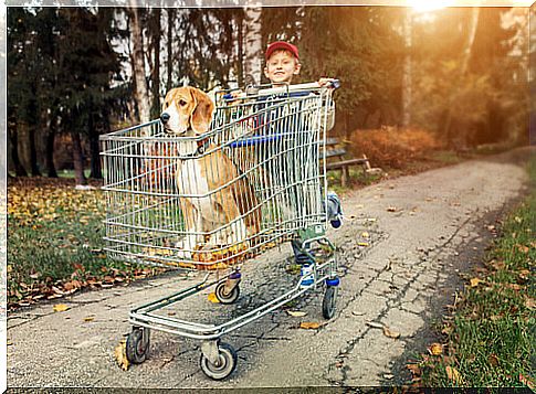 Beagle in a shopping cart pushed by a child