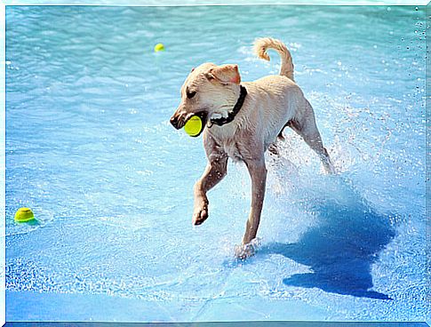 Basic regulations for dog pools