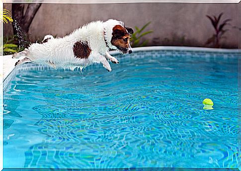 Pool for dogs, in this case jumping