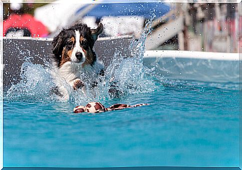 Dog bathing