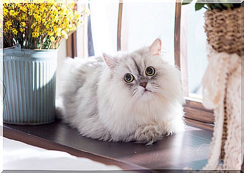 Behavior of Persian cats