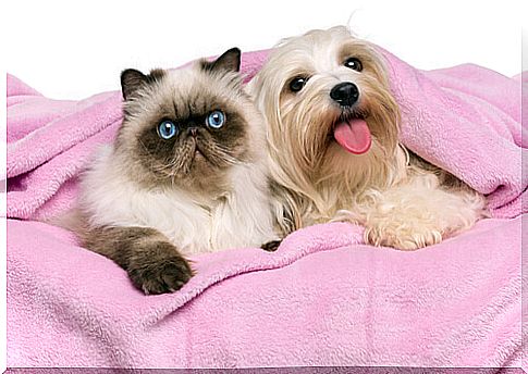 Characteristics of Persian cats