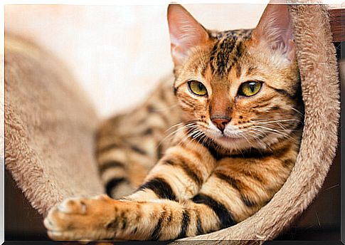 Bengal, a peculiar breed of cats