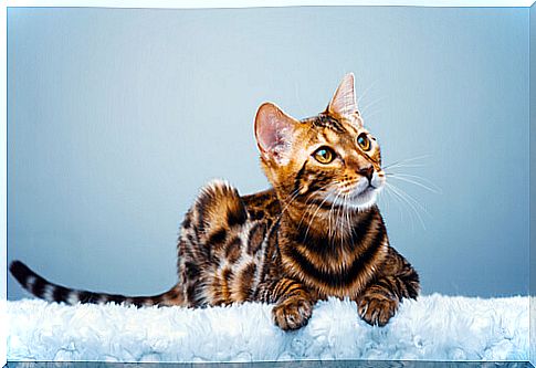 The Bengal cat stands out for the color of its fur.