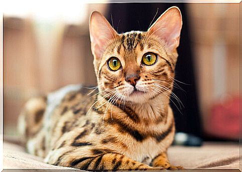 The Bengal cat is a hybrid feline.