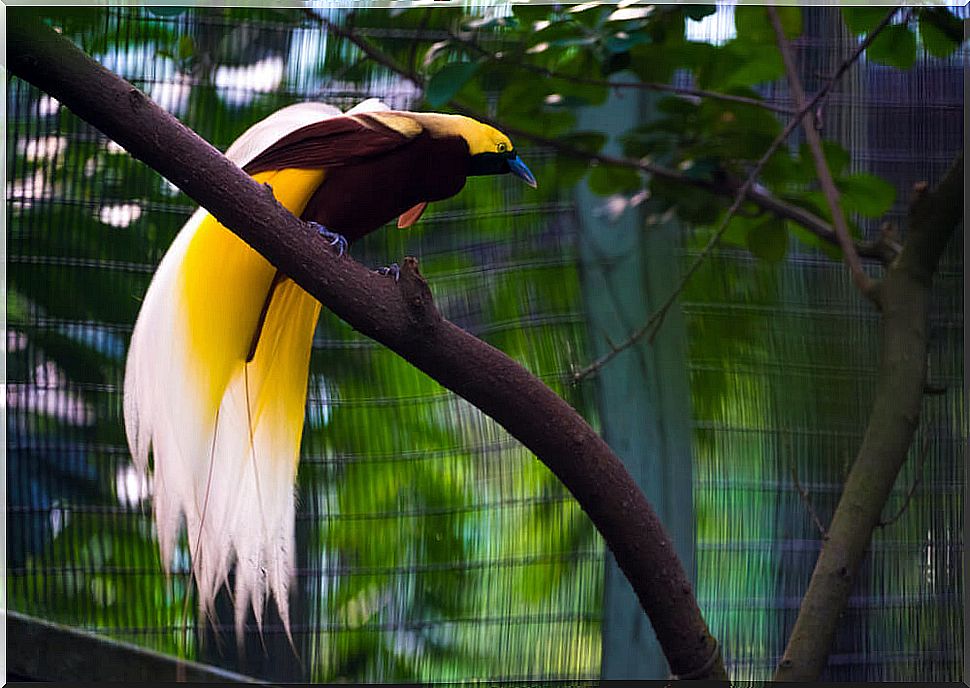 The Bird of Paradise on a branch.