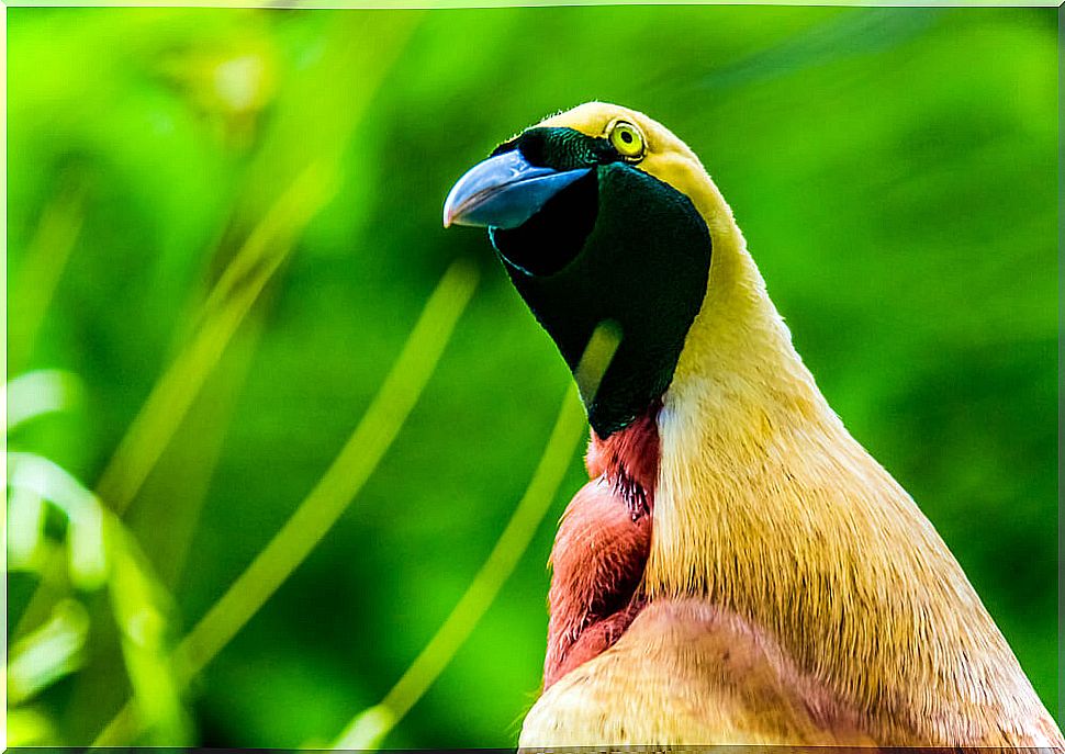 Yellow and black bird of paradise.