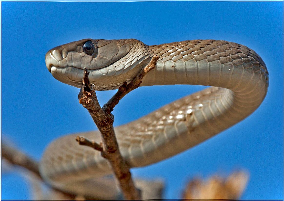 Black mamba: characteristics, habitat and venom