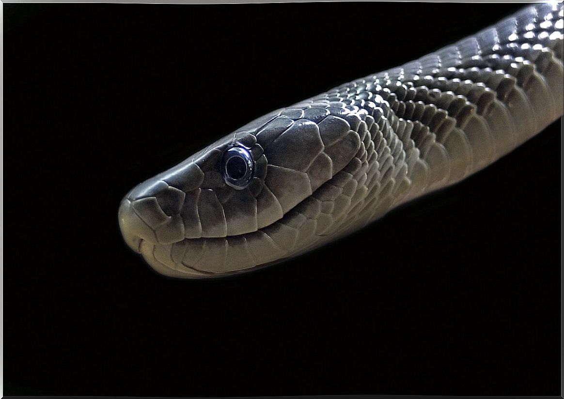 A black mamba on a black background.