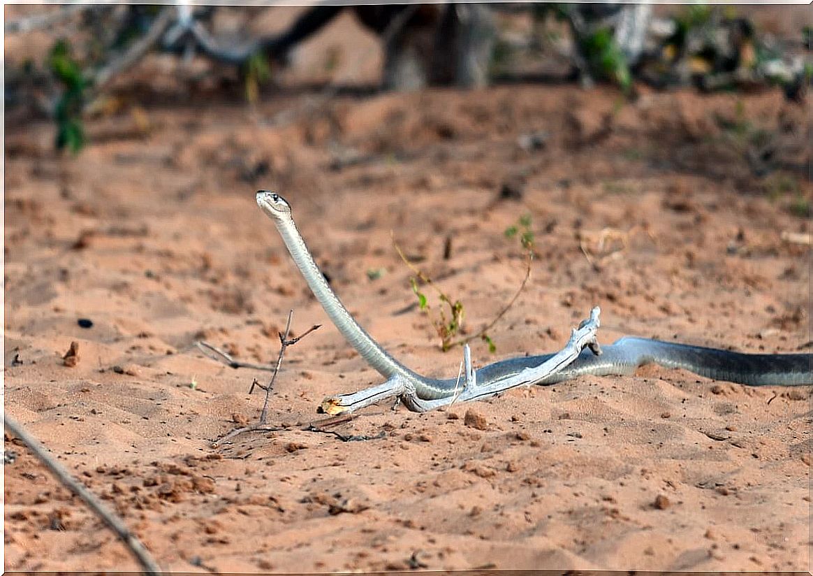 A black mamba on land.