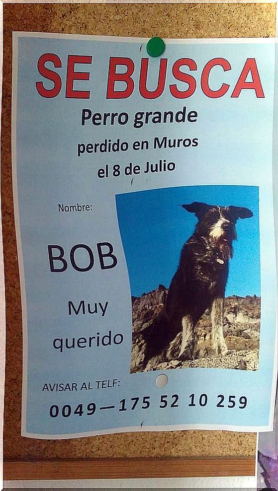 Cartel de se busca a Bob el perro